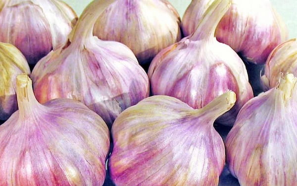 تصویر 1 از خرید و قیمت سیر تازه همدان+ فروش عمده